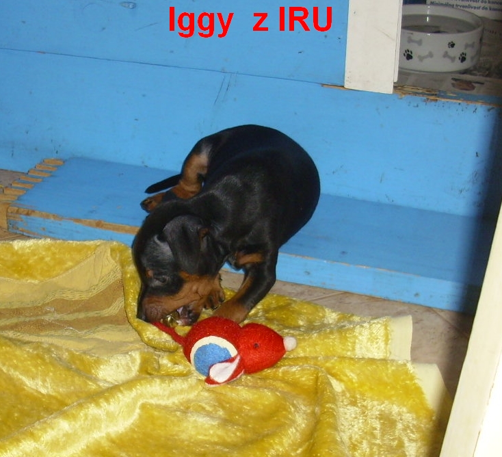 3.7.2012  Iggy s myškou