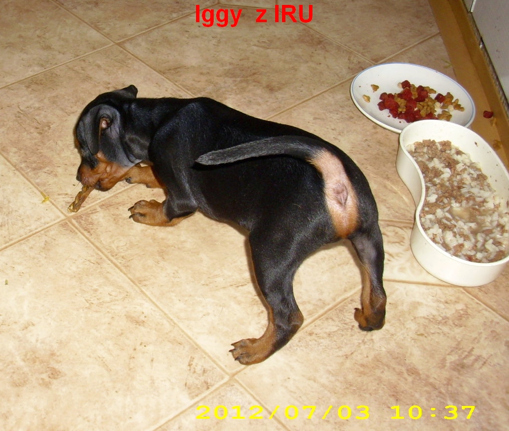 3.7.2012  Iggy s tyčkou