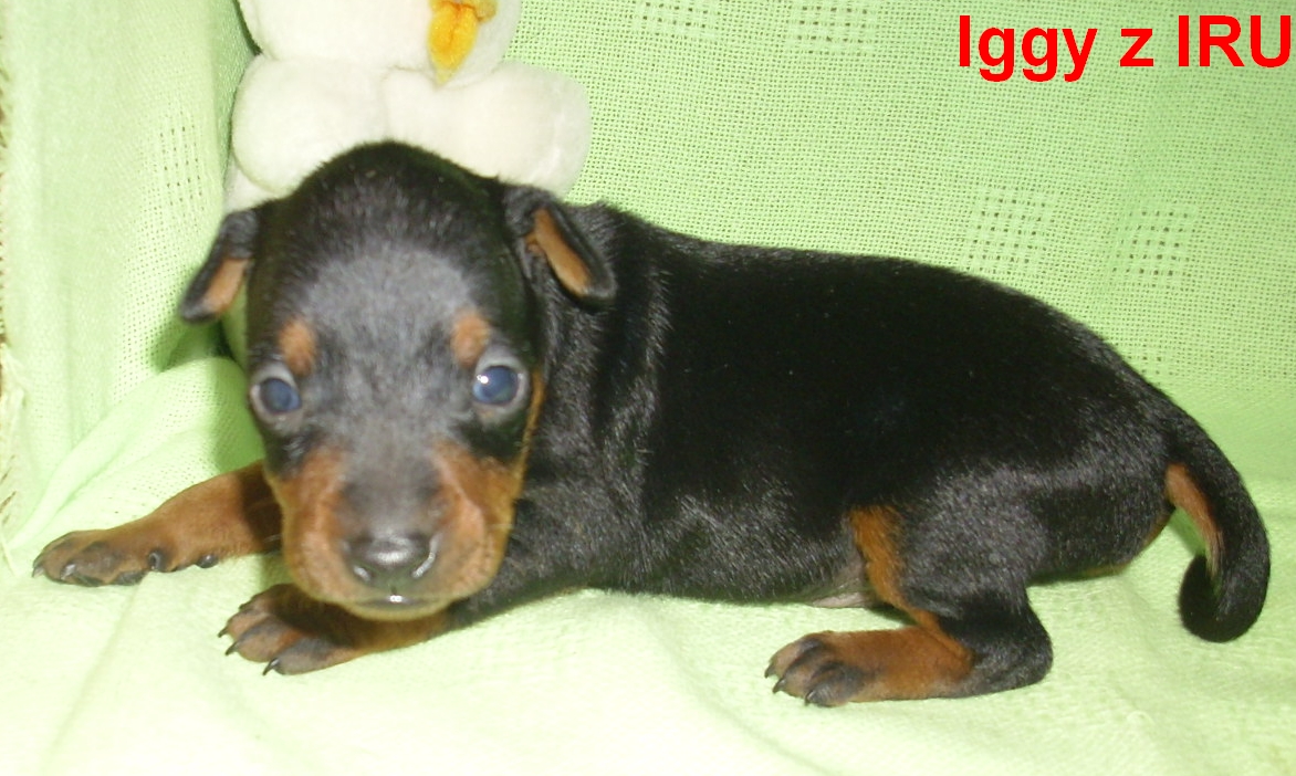 10.6.2012 Iggy 3 týdny čelem