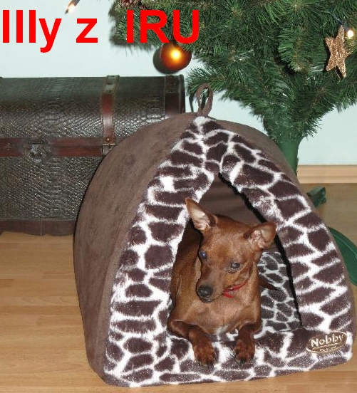 1.1.2014 Izabell (Illy) z IRU v novém pelíšku