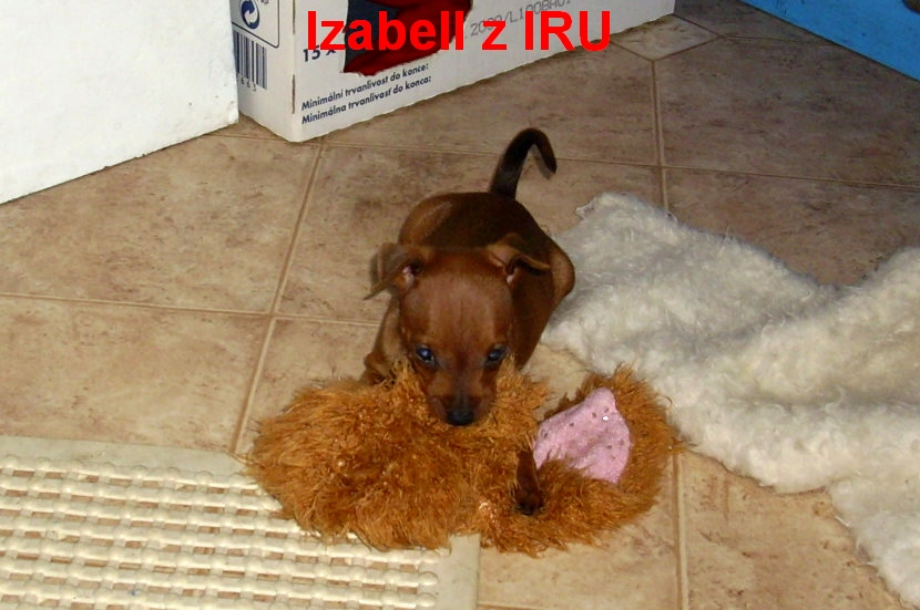 3.7.2012  Izabell s ucháčem