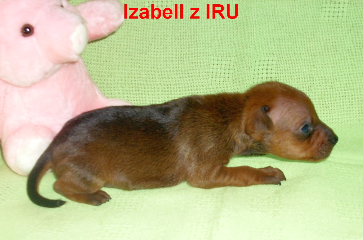 10.6.2012  Izabell 3 týdny
