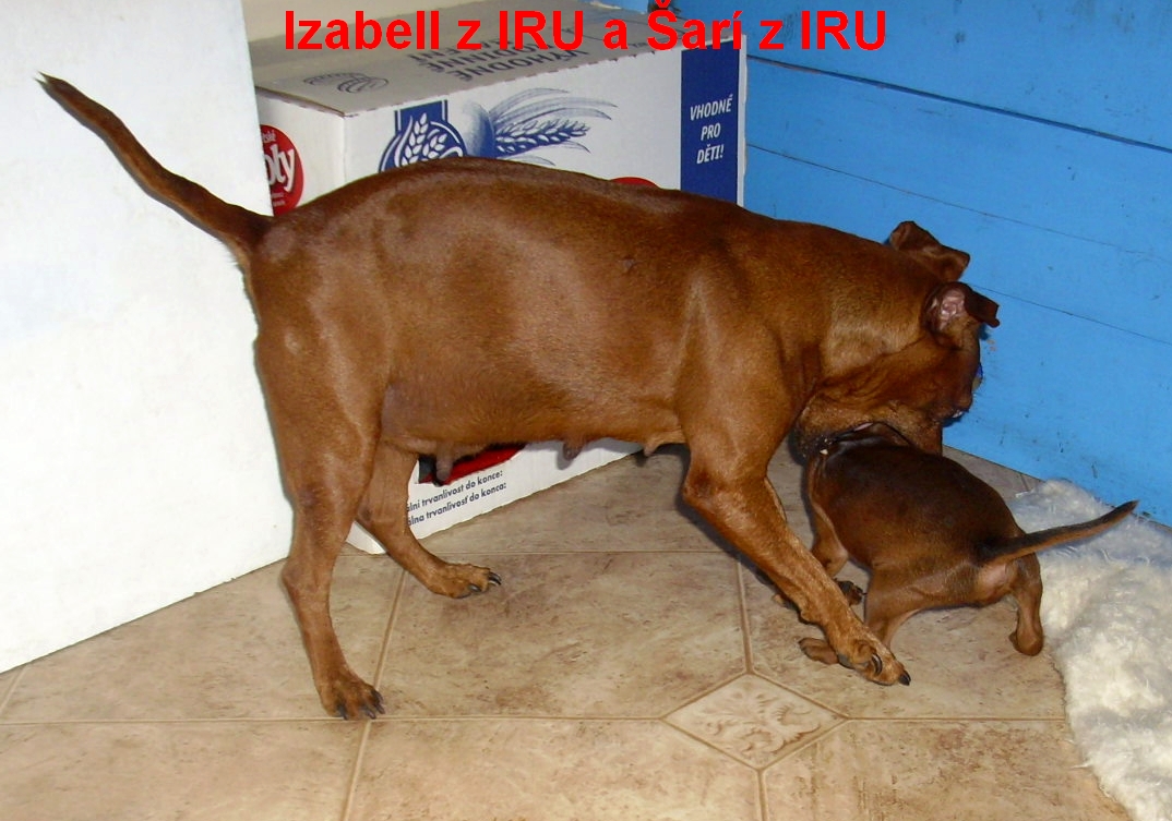 3.7.2010 Šarí s Izabell si hrají