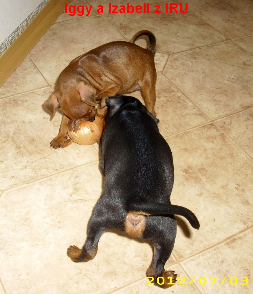 3.7.2012   Iggy a Izabell  s cibulí