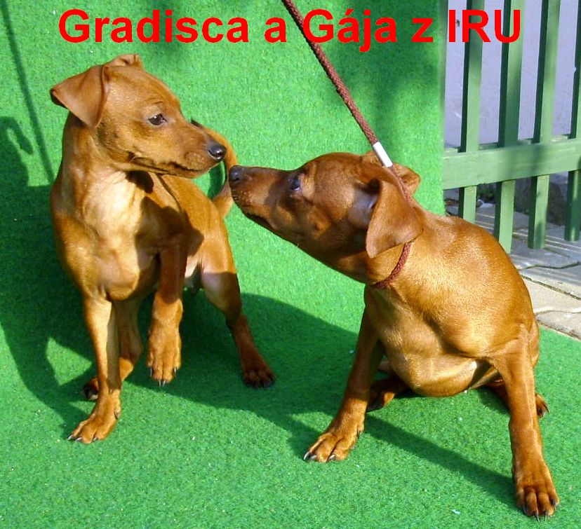 2.11.2010 Gradisca a Gája sedí očuchávají se