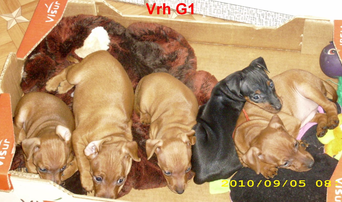 5.9.2010 vrh G1