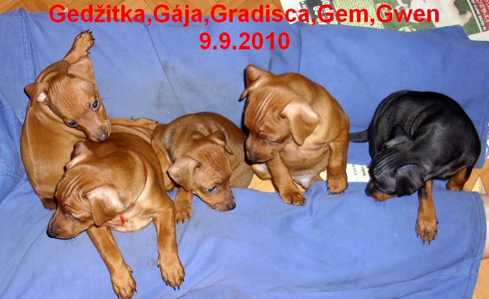 9.9.2010 vrh G1 socializace