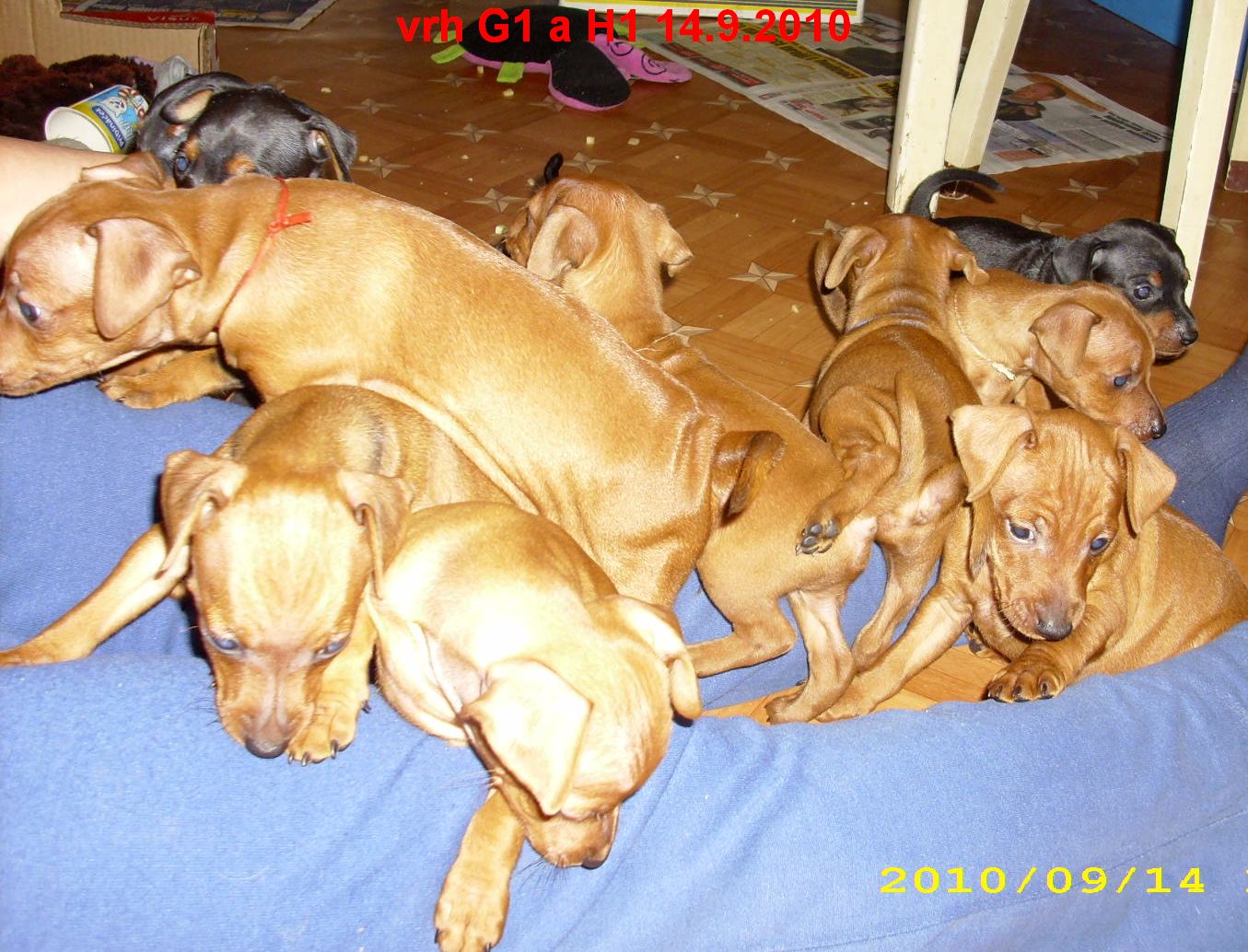 14.9.2010 vrh G1 a H1 socializace 3
