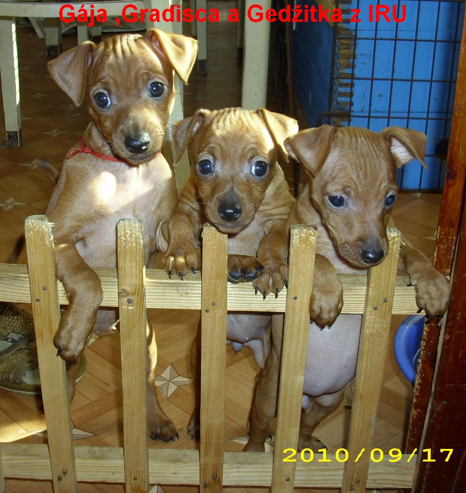 17.9.2010 Gája,Gradisca,Gedžitka stojí u plůtku