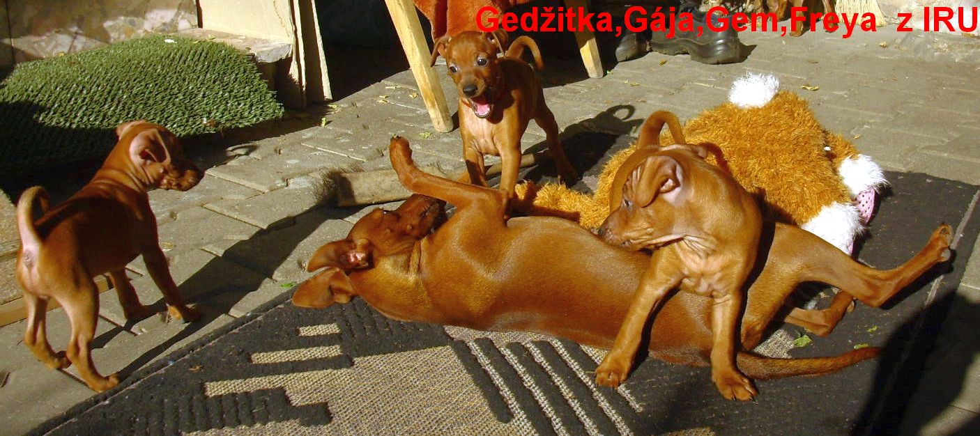 21.9.2010 Gedžitka,Gája,Gem,Freya