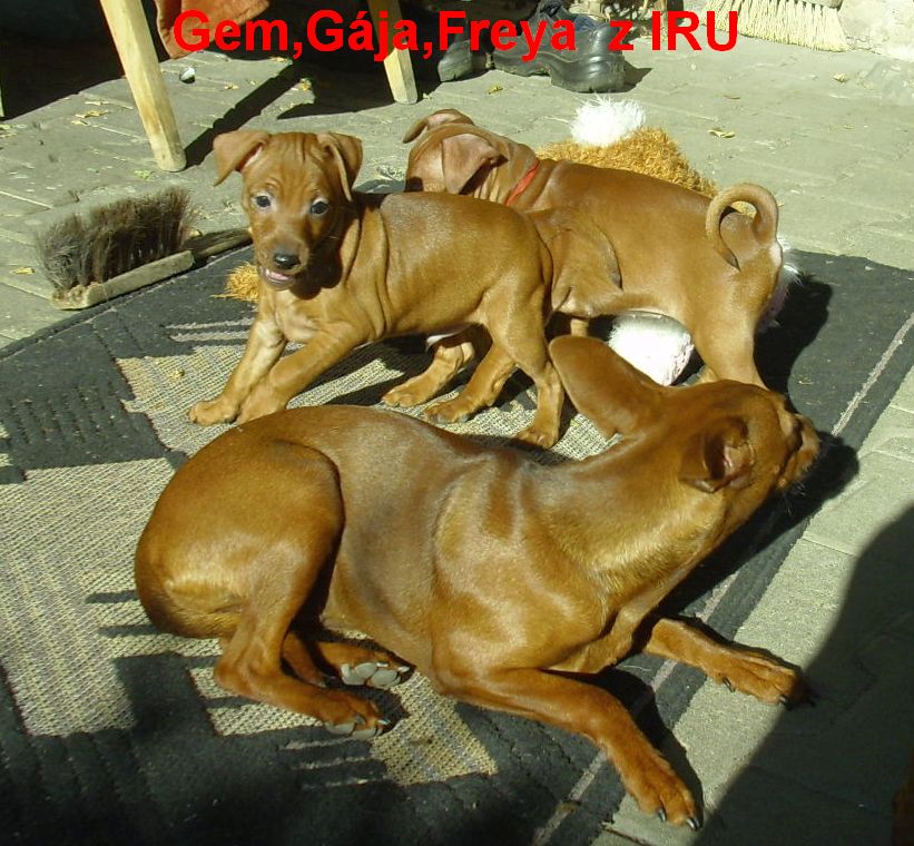 21.9.2010 Gem a Gája s Freyou hra