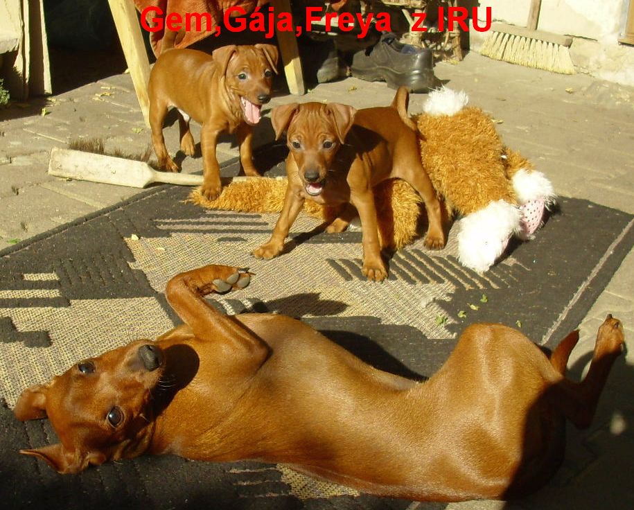 21.9.2010 Gem,Gája,Freya hra na zádech