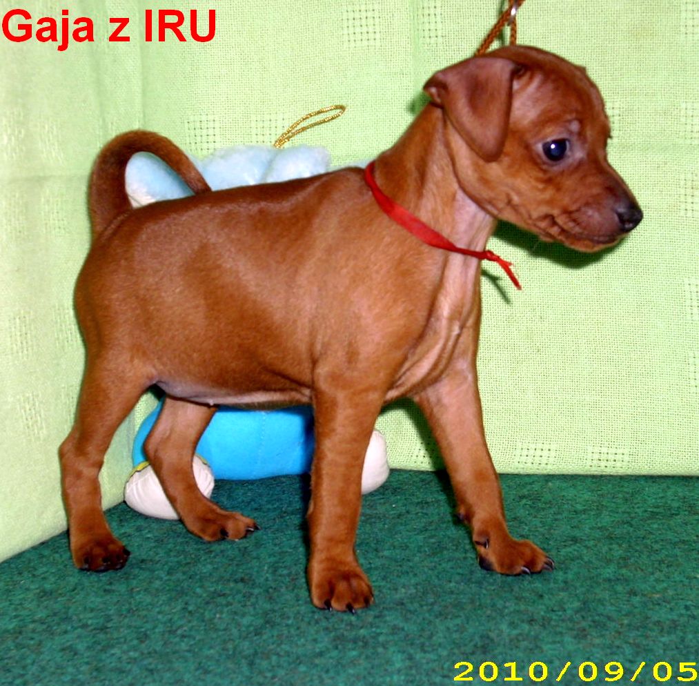 5.9.2010  Gaja z IRU stojí