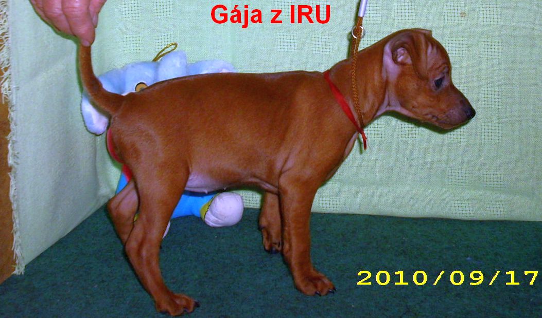 17.9.2010 Gája z IRU p.bok