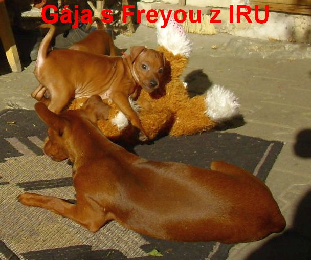 21.9.2010 Gája a Freya