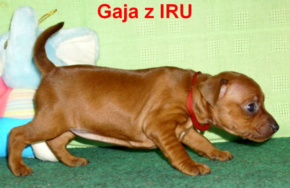 24.8.2010 Gaja z IRU  stojí
