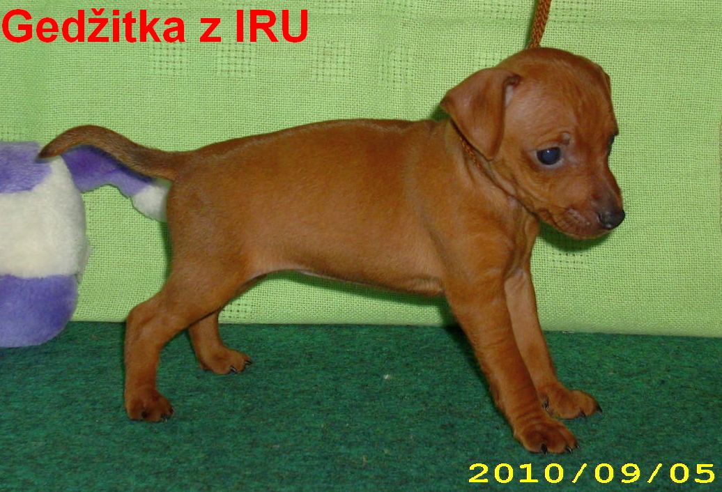 5.9.2010  Gedžitka z IRU bokem