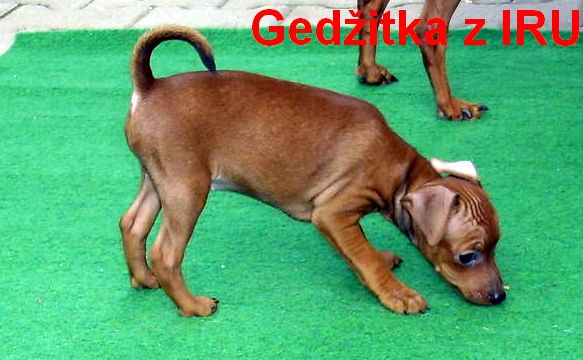 21.9.2010 Gedžitka venku čmuchá