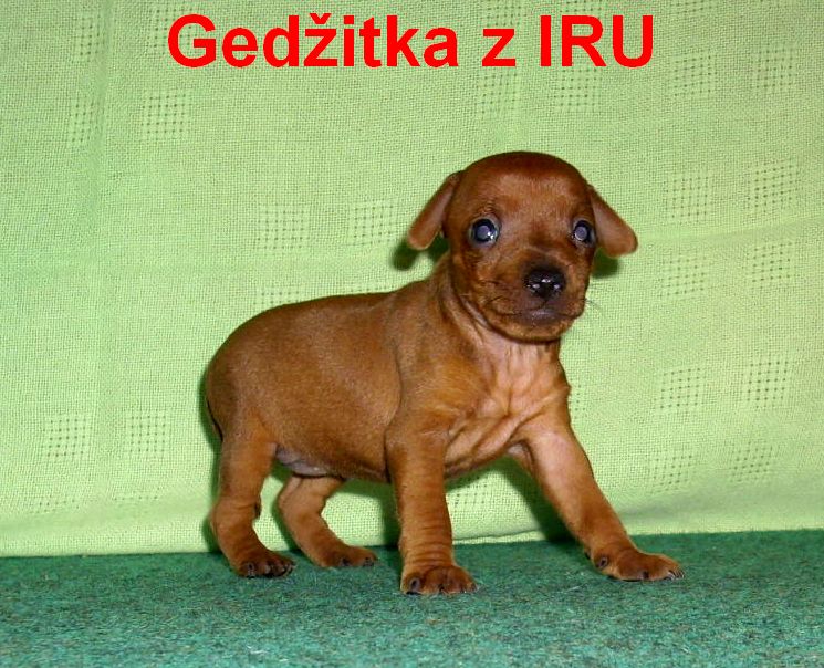 24.8.2010  Gedžitka z IRU stojí