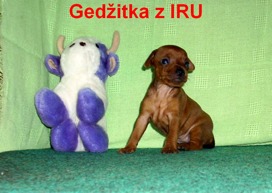 24.8.2010 Gedžitka z IRU  s kravkou