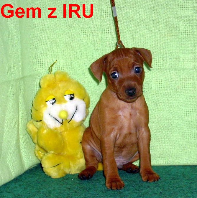 5.9.2010  Gem z IRU sedí