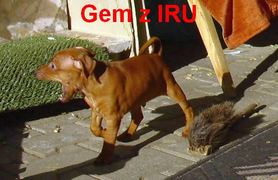 21.9.2010 Gem zívá