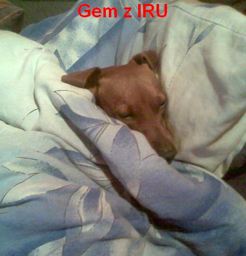srpen 2012 Gem z IRU zachumlaný v peřině