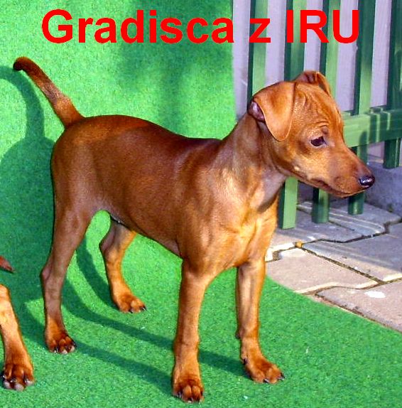 2.11.2010 Gradisca z IRU  stojí bokem top,top