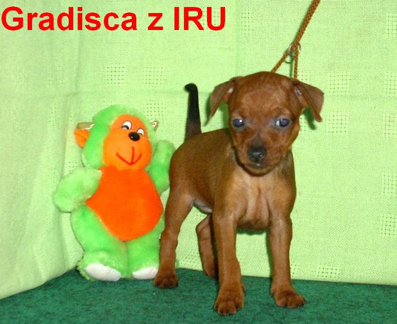 5.9.2010  Gradisca z IRU čelem