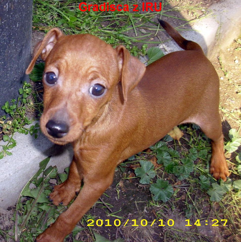 10.10.2010 Gradisca u válce