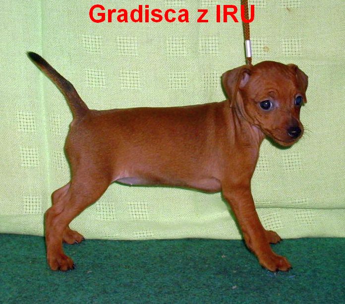 17.9.2010 Gradisca z IRU  stojí vpravo