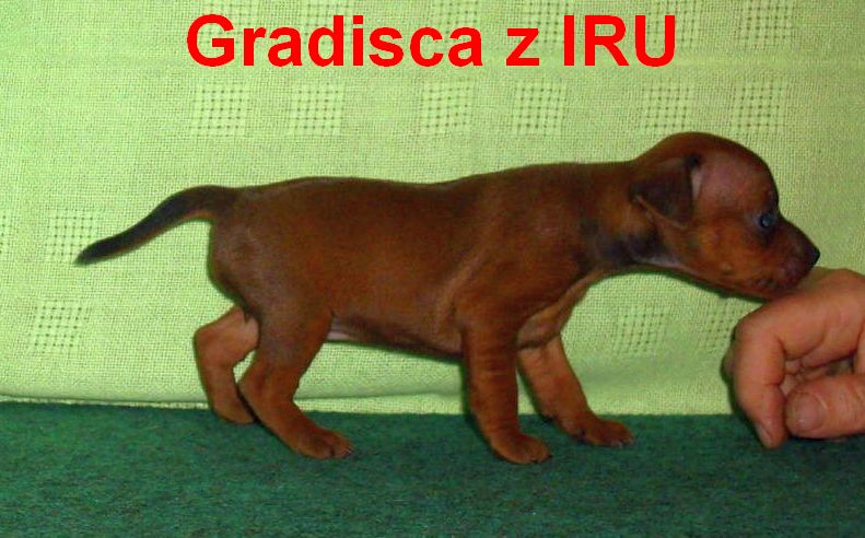 24.8.2010  Gradisca z IRU stojí bokem
