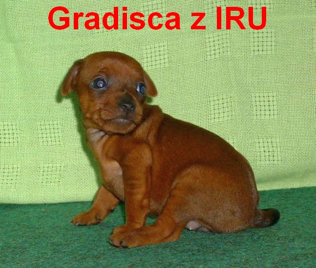 24.8.2010 Gradisca z IRU  sedí