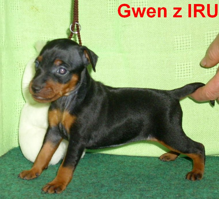 24.8.2010  Gwen z IRU stojí lev.str