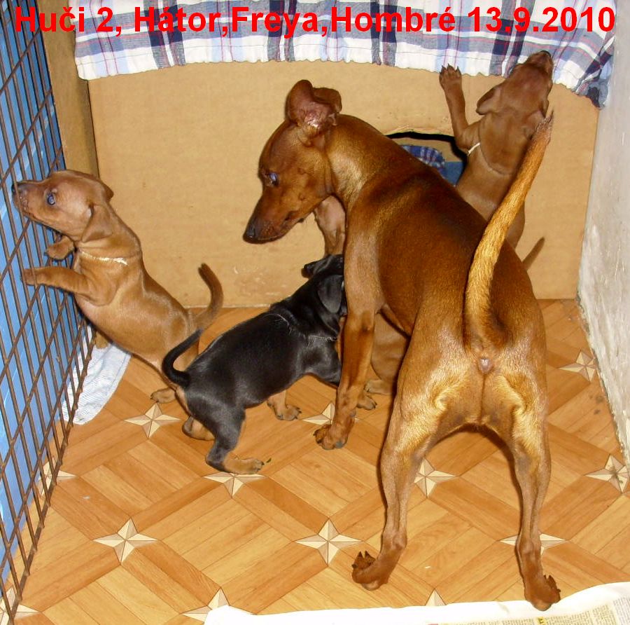 13.9.2010 Huči 2,Hátor,Freya,Hombré