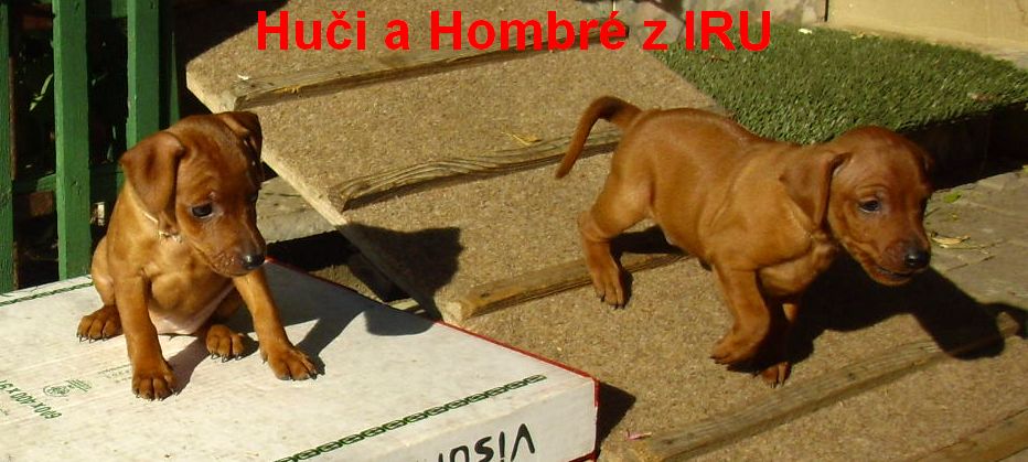 21.9.2010 Huči a Hombré s krabicí