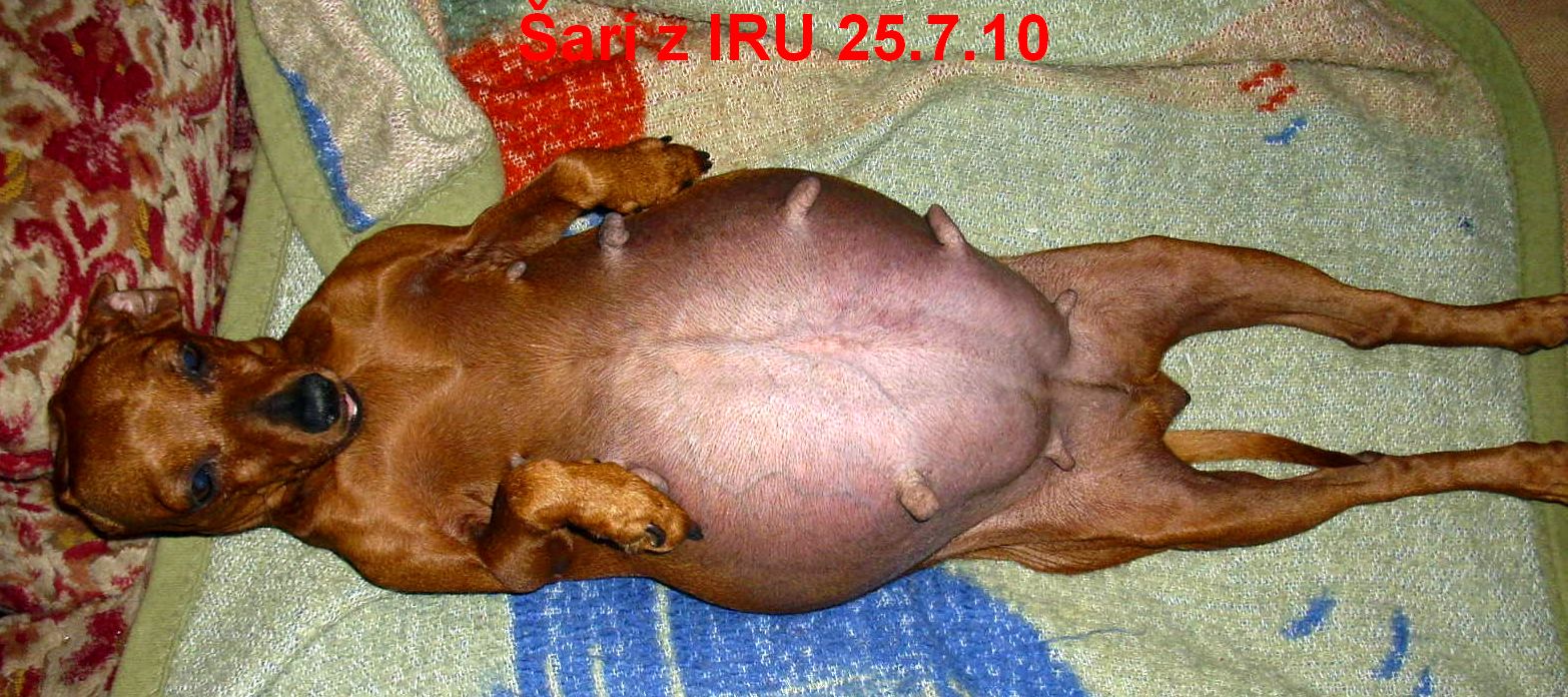 25.7.2010 Šarí z IRU  na zádech top