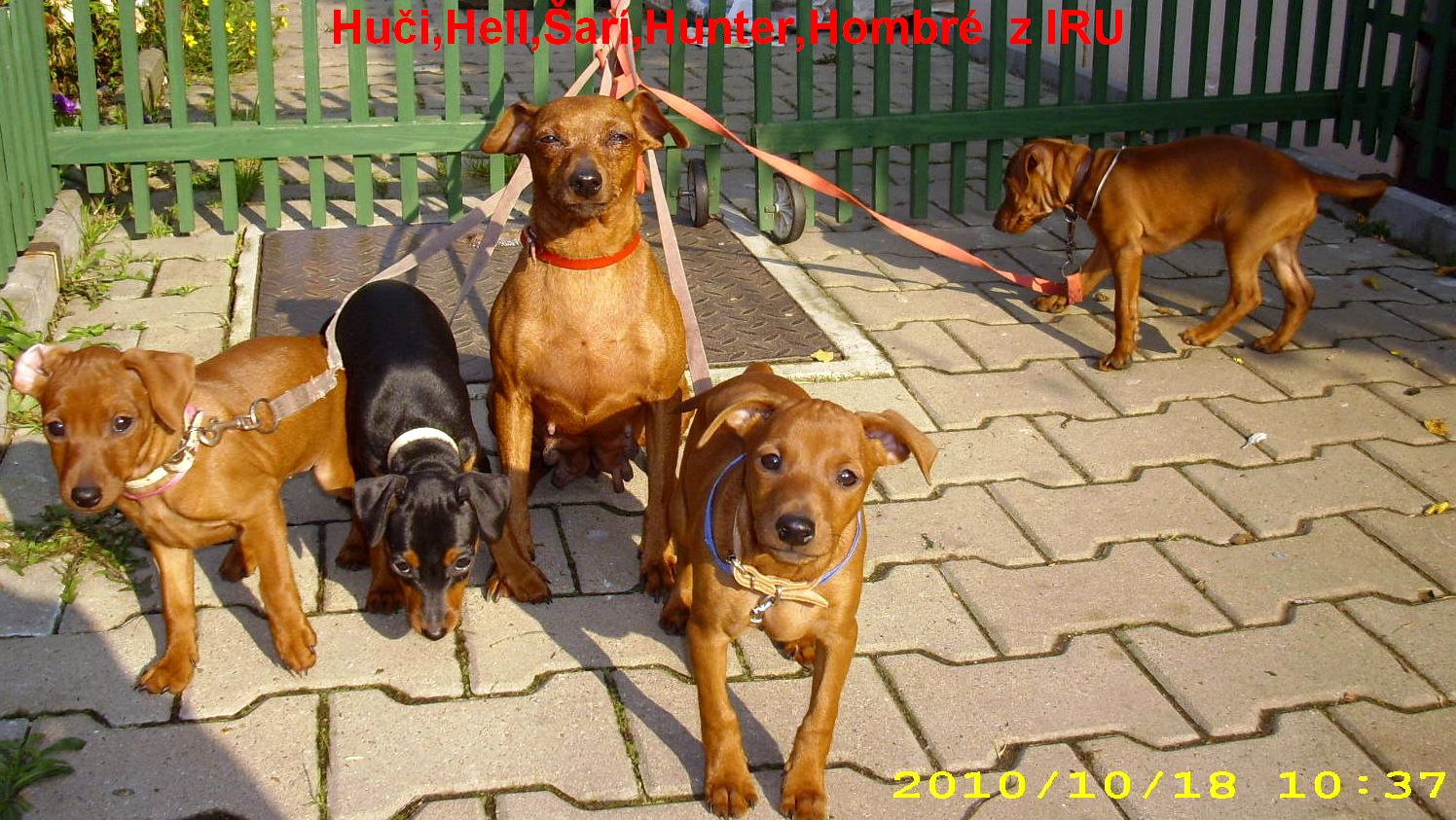 8.10.2010 Huči,Hell,Šarí,Hunter,Hombré z IRU na vodítku