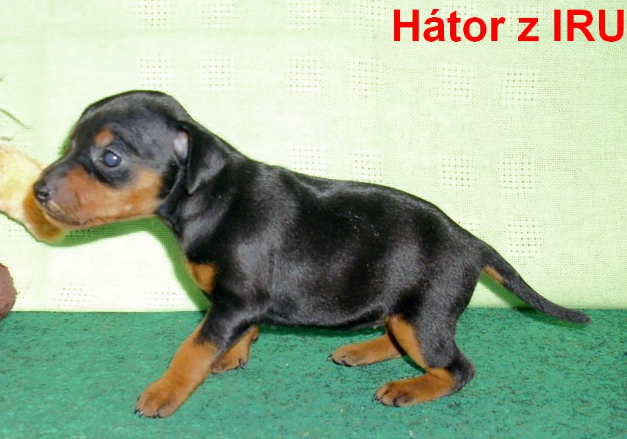 5.9.2010 Hátor z IRU bokem