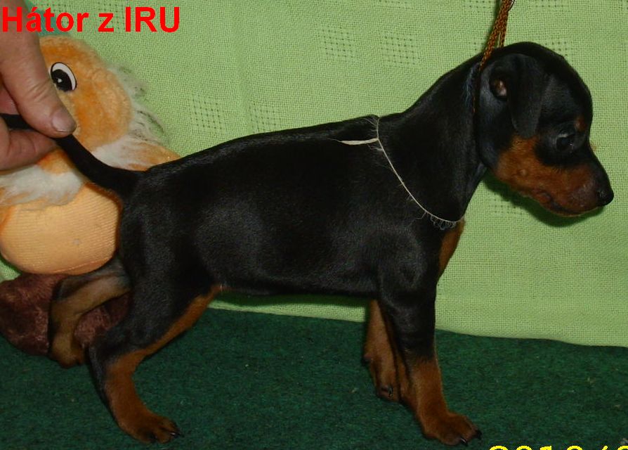 17.9.2010 Hátor stojí vpravo