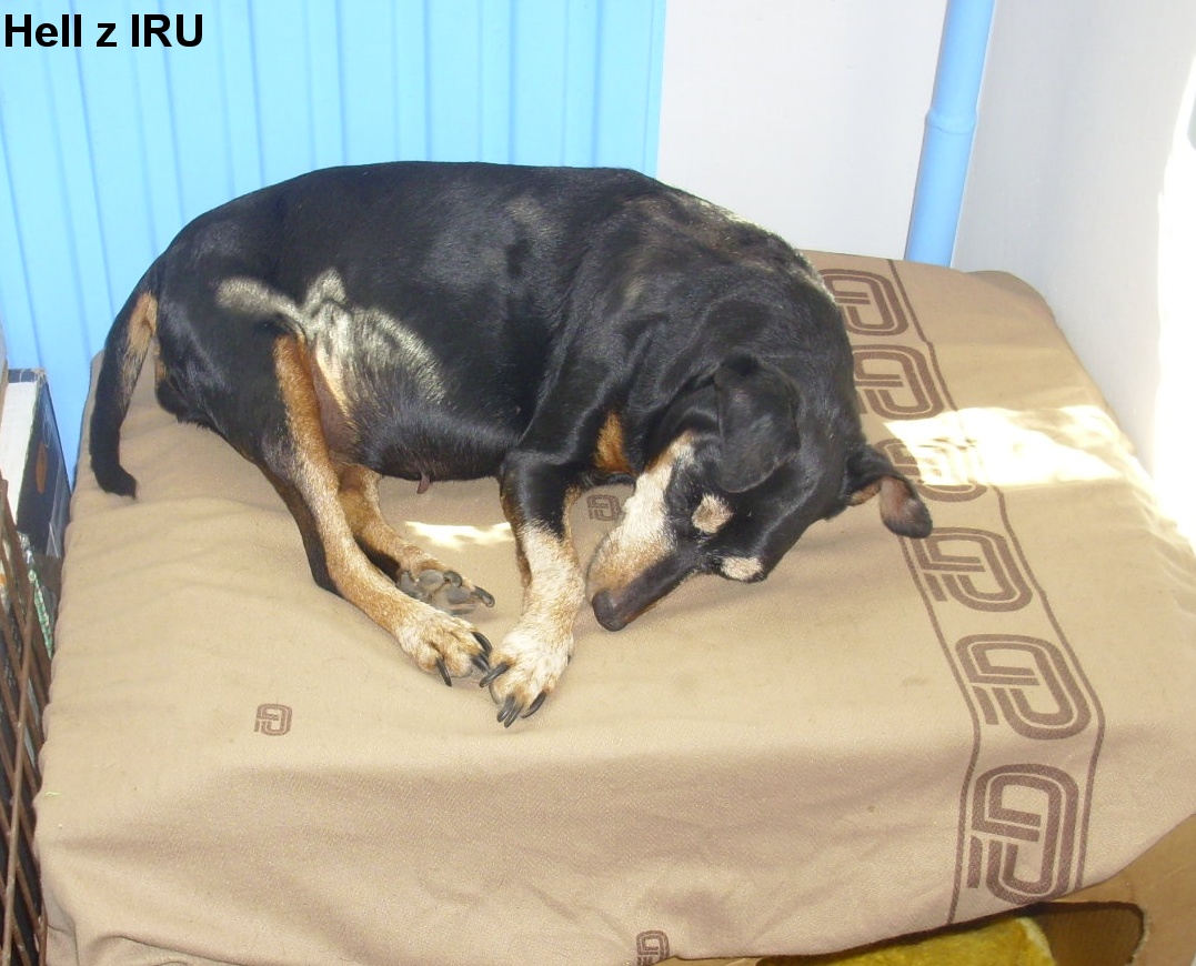 10.8.2023 Hell z IRU, narozeniny 13 let. odpočinek