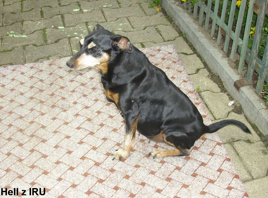 10.8.2023 Hell z IRU, narozeniny 13 let. s pupíkem