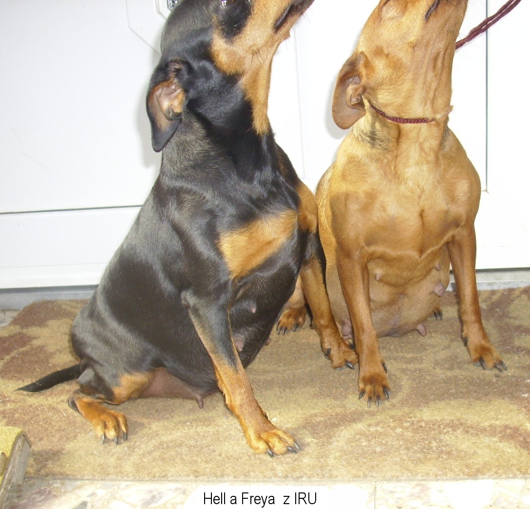 17.4.2015 Hell a Freya  z IRU pupíci 1