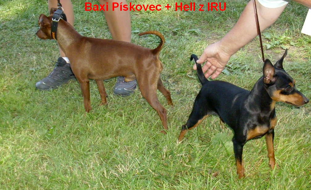21.7.2013 chov.pár Hell a Baxi (nekryje)