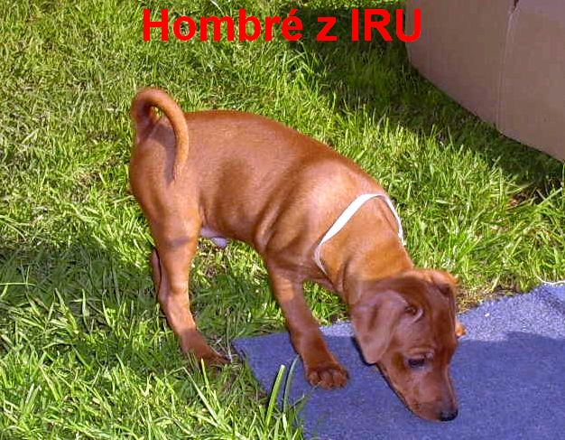 10.10.2010 Hombré z IRU na zahradě čmuchá