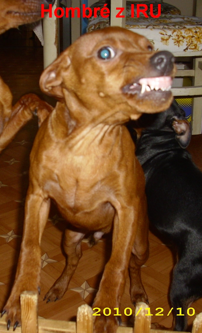 10.12.2010 Hombré z IRU boční  smích