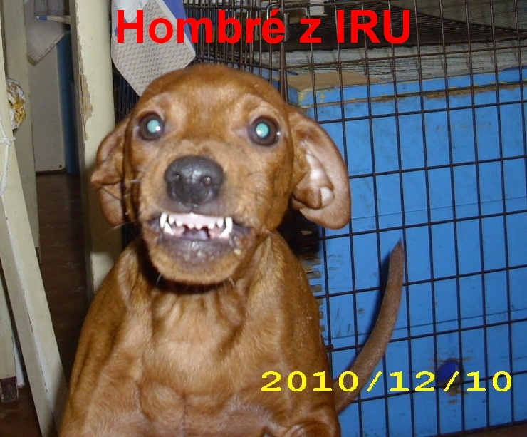 10.12.2010 Hombré z IRU se směje
