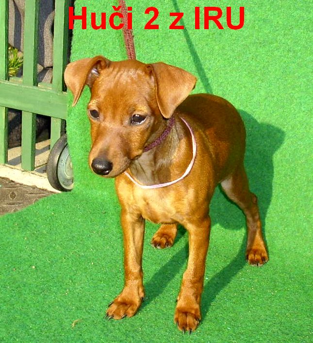 2.11.2010 Huči 2 z IRU  stojí čelem top G