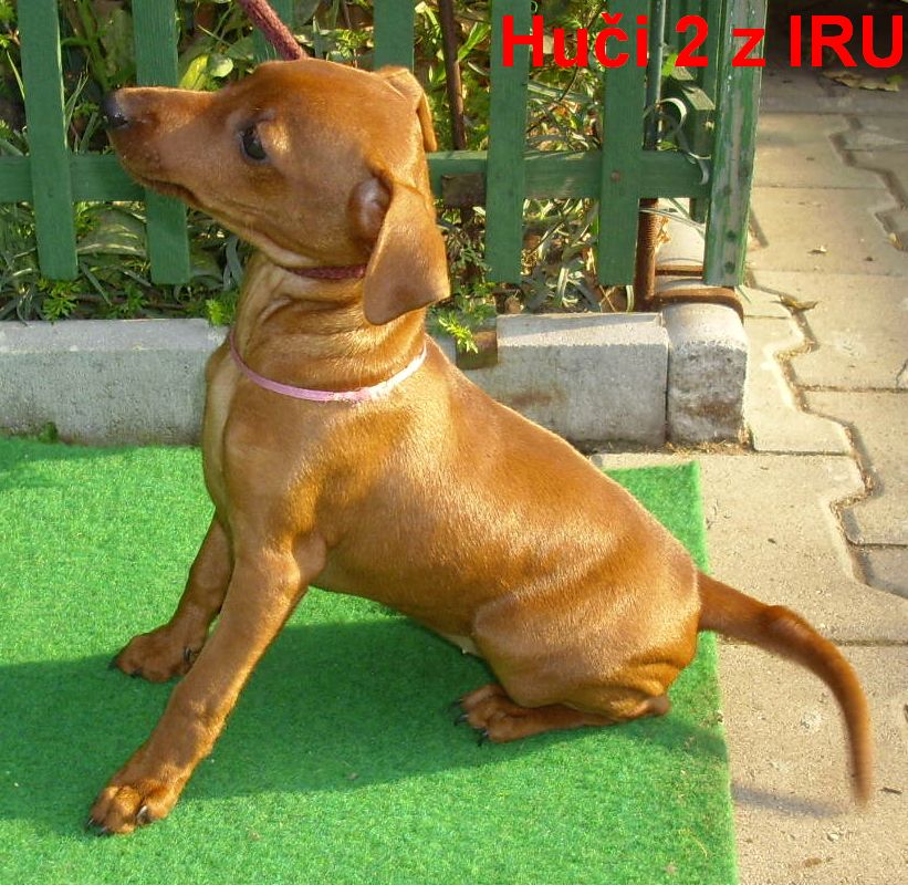2.11.2010 Huči 2 z IRU sedí L.bok top
