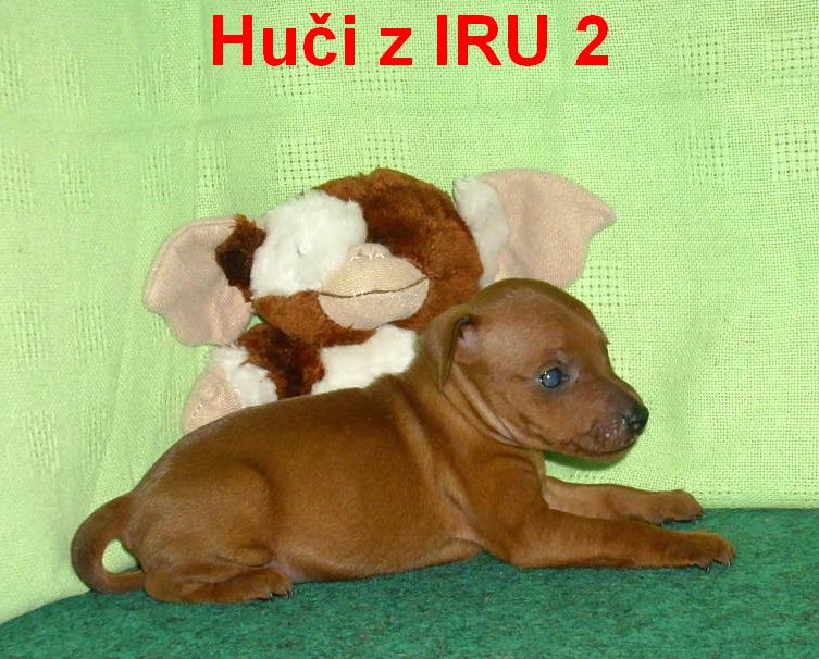 5.9.2010 Huči z IRU 2 - vlevo